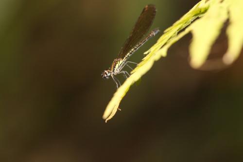 Heliocypha fenestrata